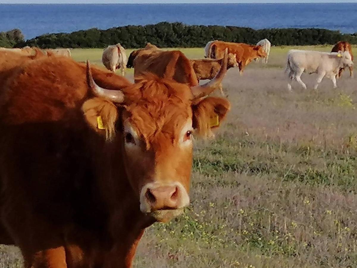 Fattoria Di Anja E Marco Villa Costa Rei Bagian luar foto
